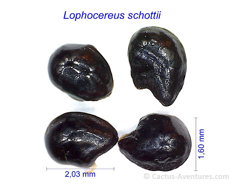 Lophocereus schottii AB